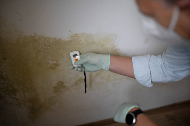 Professional Mold Remediation in Bowling Green, MD