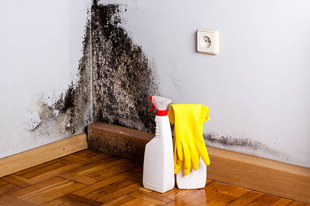 Best Black Mold Remediation in Bowling Green, MD